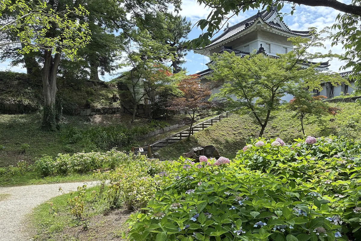 A turret of Nijō Castle in Kyoto above a slope of hydrangeas and maple trees